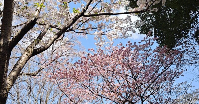 平塚総合公園の桜　2025年4月
